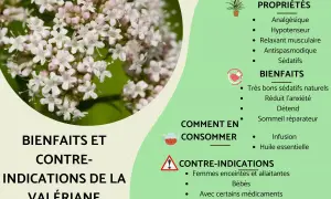 Gros plan sur des fleurs de valériane. La plante est connue pour ses bienfaits sédatifs naturels, réduisant l'anxiété et favorisant un sommeil réparateur.