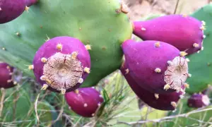 Gros plan sur des fruits violets et épineux de le nopal, posés sur une large feuille verte.