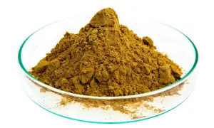 Poudre d'harpagophytum dans une coupelle de laboratoire. Connaître les harpagophytum contre indication est essentiel avant usage.