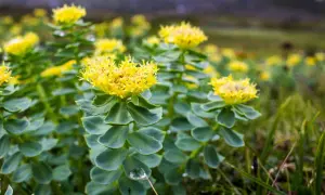 Plantes de rhodiola aux fleurs jaunes éclatantes. Idéal pour savoir quand prendre rhodiola pour un regain d'énergie naturel.
