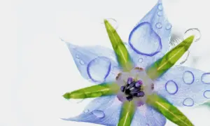 Fleur bleue de bourrache, ornée de gouttes d'eau, évoquant la pureté de l'huile de bourrache et l'équilibre des hormones.