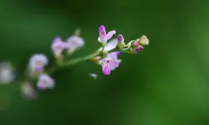 Fleurs délicates de desmodium, plante réputée pour ses bienfaits sur le foie, sur fond vert flou.