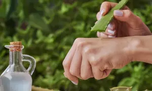 Gel d'aloe vera appliqué sur la peau pour apaiser une piqûre de moustique. Un flacon d'huile est à côté.