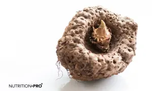 Gros tubercule de konjac, prêt à révéler les 10 bienfaits du konjac pour la santé et la ligne.