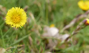 Fleur jaune éclatante, une plante pour la toux, se dresse dans l'herbe verte. Un petit insecte s'y pose.