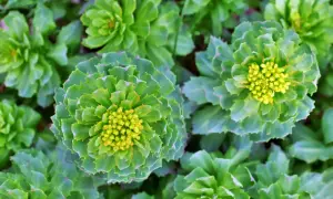 Gros plan sur des rosettes de feuilles vertes et charnues, certaines avec des bourgeons jaunes au centre. Un aperçu des bienfaits de la rhodiola.