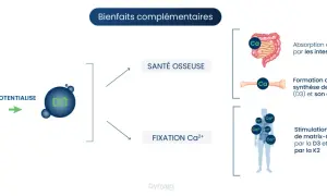Schéma illustrant les bienfaits complémentaires de la vitamine K2 et D3 pour la santé osseuse et la fixation du calcium.