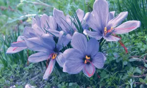 Fleurs de crocus safran aux pistils rouges, évoquant les bienfaits de l'infusion safran.