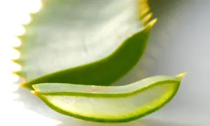 Tranches translucides d'aloe vera, une plante réputée pour ses bienfaits pour l'estomac.