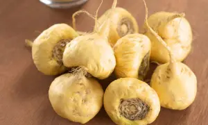 Racines de maca jaunes, prêtes à offrir un maca effet immédiat.