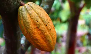 Cacao mûr, orange et tacheté, suspendu à un arbre. Une image qui rappelle la transformation en poudre de cacao, un délice qui peut cacher un danger pour certains.