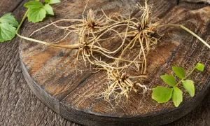 Racines de valériane sur une planche en bois, évoquant son effet apaisant et naturel.