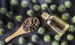 Graines de ricin, fruits épineux et une fiole d'huile. Attention, l'huile de ricin danger est réelle si mal utilisée.