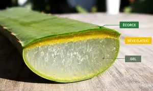 Coupe d'une feuille d'aloe vera montrant le gel et la sève (latex), dont la consommation peut présenter un danger.