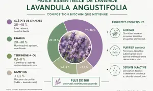 Composition de l'huile essentielle de lavande, ses bienfaits : apaisant, purifiant et détente olfactive. Plus de 100 composés identifiés.