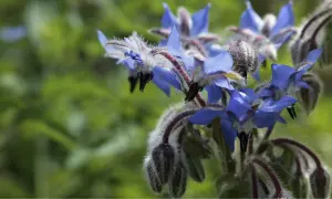 Fleurs bleues de bourrache, dont l'huile est bénéfique pour l'intestin.