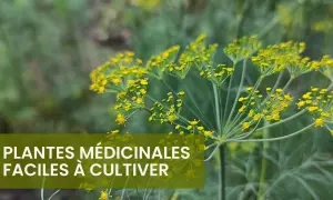 Fleurs jaunes d'aneth, une plante médicinale facile à cultiver. Une liste de plantes médicinales à découvrir.