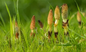 Des tiges de prêle émergent de l'herbe verte, rappelant les nombreux prêle bienfaits pour la santé.