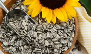 Un tournesol jaune domine un bol rempli de graines de tournesol, une pelle métallique est posée dessus. Attention, la graine de tournesol peut présenter un danger si mal consommée.