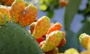 Poires de nopal mûres sur un cactus vert, évoquant les nombreux nopal bienfaits pour la santé.