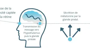 Schéma expliquant que la baisse de luminosité déclenche la sécrétion de mélatonine par la glande pinéale, menant à la phase d'endormissement. La mélatonine, c'est quoi ? C'est l'hormone du sommeil.
