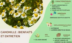Camomille : ses bienfaits et entretien. Plante aromatique et médicinale aux fleurs blanches et jaunes, nécessitant un arrosage goutte à goutte et un sol bien drainé.