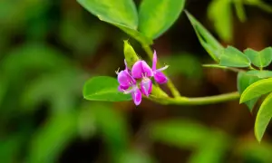Fleur rose vif de desmodium, plante aux multiples vertus, sur fond vert flou.