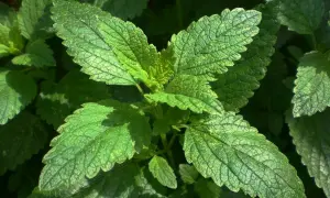 Feuilles vertes de mélisse, idéales pour infusion relaxante. La mélisse est reconnue pour ses vertus apaisantes.