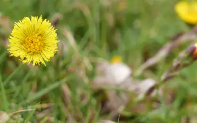 Fleur jaune éclatante, une plante pour la toux, se dresse dans l'herbe verte. Un petit insecte s'y pose.
