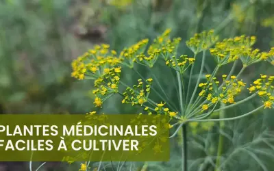 Fleurs jaunes d'aneth, une plante médicinale facile à cultiver. Une liste de plantes médicinales à découvrir.