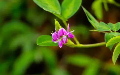 Fleur rose vif de desmodium, plante aux multiples vertus, sur fond vert flou.