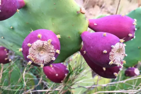 Gros plan sur des fruits violets et épineux de le nopal, posés sur une large feuille verte.