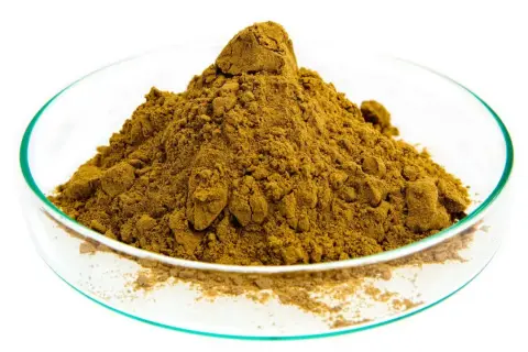 Poudre d'harpagophytum dans une coupelle de laboratoire. Connaître les harpagophytum contre indication est essentiel avant usage.