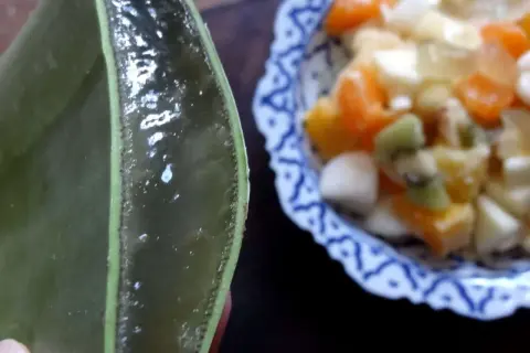 Gélifiant transparent extrait d'une feuille d'aloe vera comestible, prêt à être mélangé à une salade de fruits colorée.