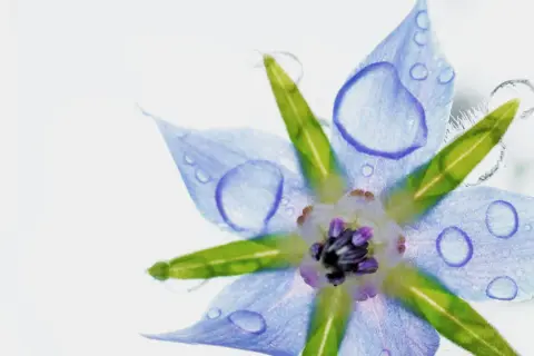 Fleur bleue de bourrache, ornée de gouttes d'eau, évoquant la pureté de l'huile de bourrache et l'équilibre des hormones.