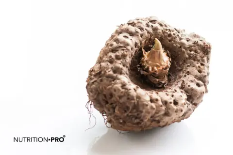 Gros tubercule de konjac, prêt à révéler les 10 bienfaits du konjac pour la santé et la ligne.