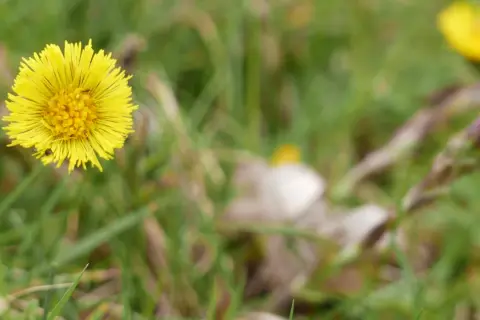Fleur jaune éclatante, une plante pour la toux, se dresse dans l'herbe verte. Un petit insecte s'y pose.
