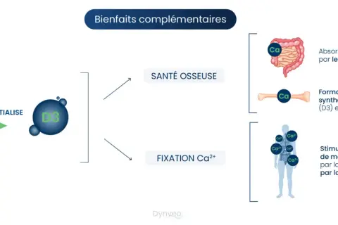Schéma illustrant les bienfaits complémentaires de la vitamine K2 et D3 pour la santé osseuse et la fixation du calcium.