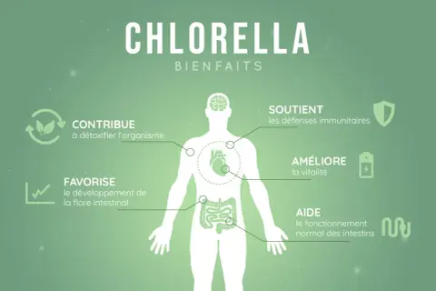 La chlorella aide à détoxifier, soutient les défenses immunitaires, améliore la vitalité et favorise une flore intestinale saine, réduisant ainsi le **chlorella ventre gonflé**.