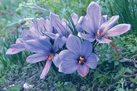 Fleurs de crocus safran aux pistils rouges, évoquant les bienfaits de l'infusion safran.