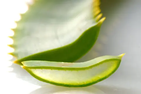 Tranches translucides d'aloe vera, une plante réputée pour ses bienfaits pour l'estomac.
