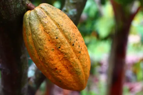 Cacao mûr, orange et tacheté, suspendu à un arbre. Une image qui rappelle la transformation en poudre de cacao, un délice qui peut cacher un danger pour certains.