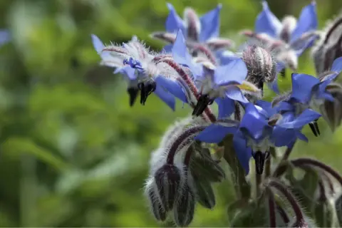 Fleurs bleues de bourrache, dont l'huile est bénéfique pour l'intestin.