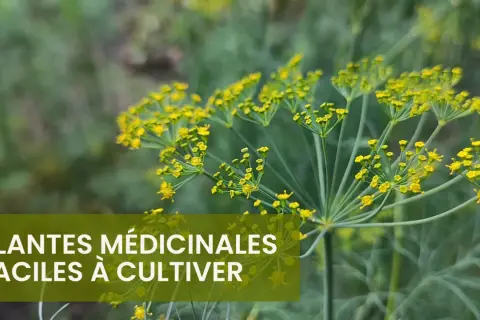 Fleurs jaunes d'aneth, une plante médicinale facile à cultiver. Une liste de plantes médicinales à découvrir.
