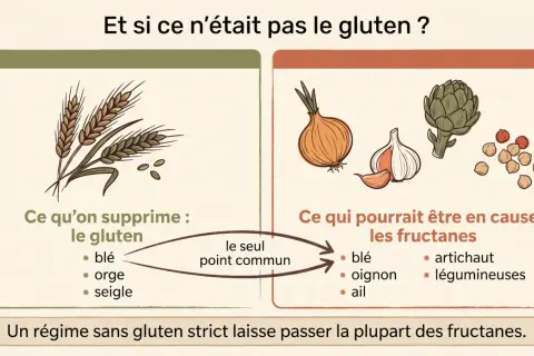 Illustration comparant les aliments à supprimer en cas d'intolérance au gluten (blé, orge, seigle) et ceux qui pourraient être en cause (fructanes : blé, oignon, ail, artichaut, légumineuses).