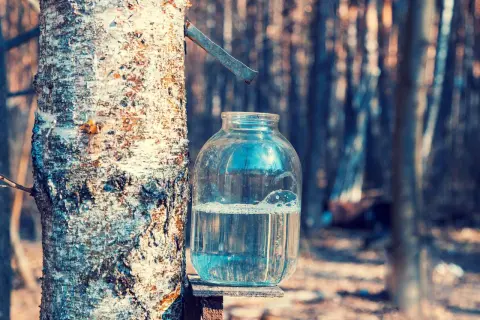Bocal en verre rempli d'eau de bouleau, collectée sur un tronc d'arbre dans une forêt.