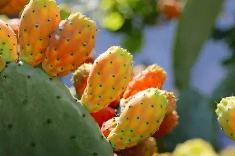 Poires de nopal mûres sur un cactus vert, évoquant les nombreux nopal bienfaits pour la santé.