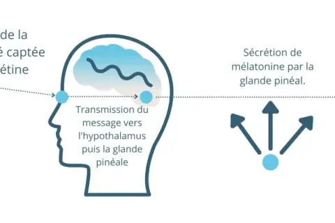 Schéma expliquant que la baisse de luminosité déclenche la sécrétion de mélatonine par la glande pinéale, menant à la phase d'endormissement. La mélatonine, c'est quoi ? C'est l'hormone du sommeil.