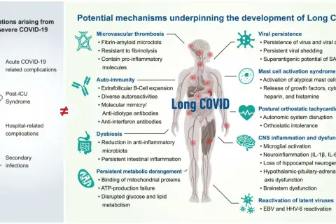 Schéma des mécanismes du covid long : thrombose, auto-immunité, dysbiose, persistance virale, activation mastocytaire, POTS, inflammation SNC, réactivation virale. Pistes pour le covid long traitement.