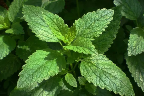Feuilles vertes de mélisse, idéales pour infusion relaxante. La mélisse est reconnue pour ses vertus apaisantes.